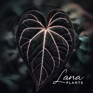 Аватар канала LaPlants