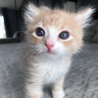 милые котики ^-^ коты channel avatar