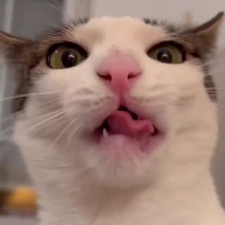 Максим и котики channel avatar