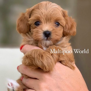 Аватар канала Maltipoo World Club