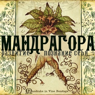 Мандрагора channel avatar