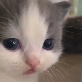 не вешай носик котёночек channel avatar