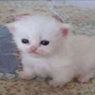 Мягкие всратыши channel avatar