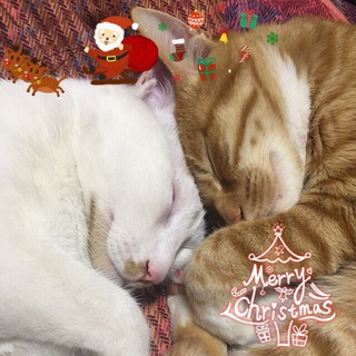 每日无数猫 channel avatar