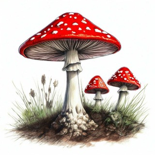 Аватар канала Грибная продукция 🍄 Нижний Новгород