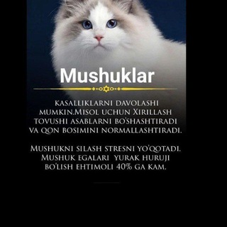 Аватар канала MUSHUKLAR DUNYOSI 12 VILOYATI N🥇🐈