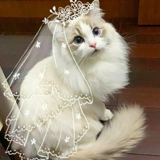 Аватар канала My Dreamy Cats
