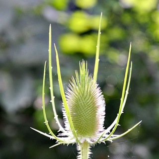Natur-Seele-Bewusstsein channel avatar