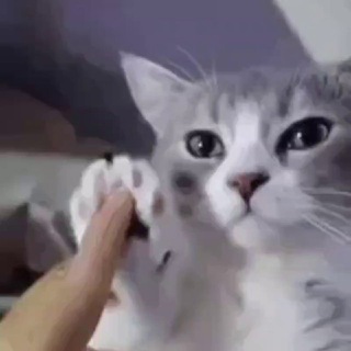 Аватар канала Котовое