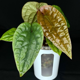 Аватар канала OlVin_Garden