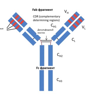 Oncolitatuzumab channel avatar
