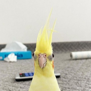 parrotontheweb channel avatar