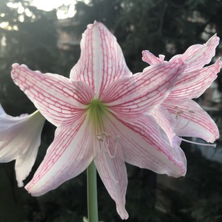 Аватар канала Piante, Fiori & Giardinaggio