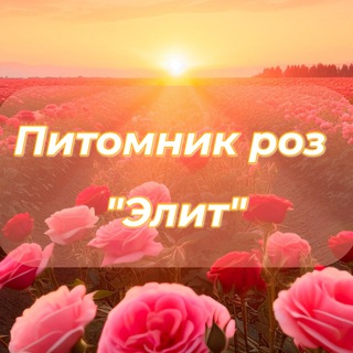 Питомник роз Элит channel avatar