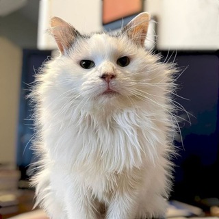 Pot Cat Official chat channel avatar