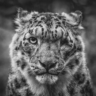 Real Nature channel avatar