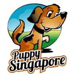 Puppy Singapore channel avatar