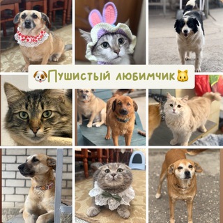 Аватар канала pushistyi_lybimchik