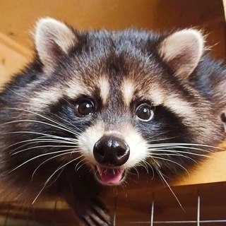 Аватар канала raccoons.mark_nusha