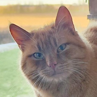 КОТЕЛЬ channel avatar
