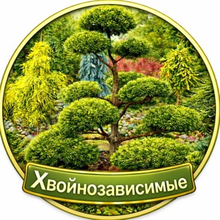 Аватар канала Питомник «Хвойнозависимые»