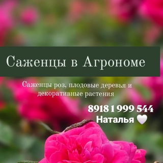Саженцы в Агрономе "У Натальи" розы,плодовые и декоративные растения channel avatar