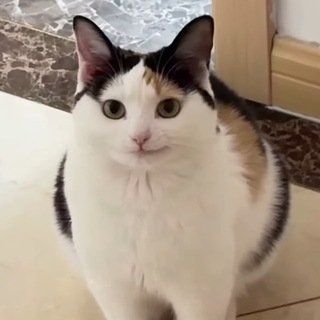 Shiny Ruby channel avatar