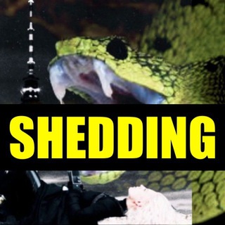 SHEDDING channel avatar
