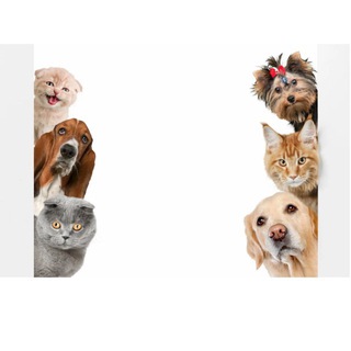 🐶🐈 Собачники Люблино channel avatar