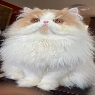 дейли мягкие сратыши channel avatar