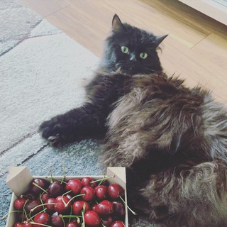 Аватар канала Sulphur and cats