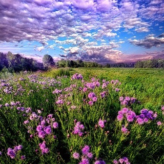 The Nature Apothecary channel avatar