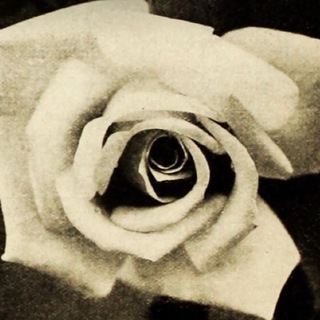 The White Rose Colorado channel avatar