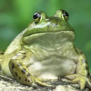 Toads channel avatar