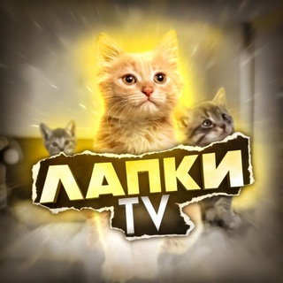 Аватар канала Лапки TV