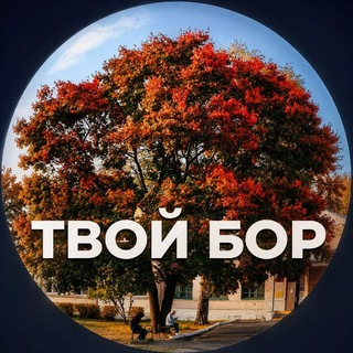 Твой Бор | tvoy-bor.ru channel avatar