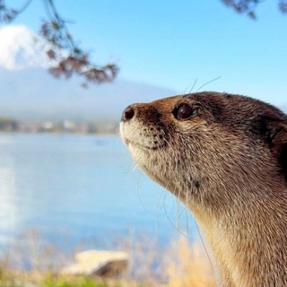 Аватар канала Выыдрыыы (выдры/otters)