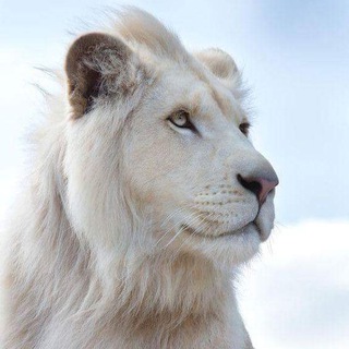 Аватар канала Wildlife