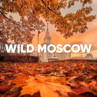 Аватар канала WILD RUSSIANS | МОСКВА