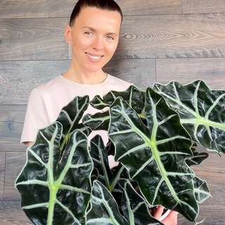 Аватар канала Winter_plants