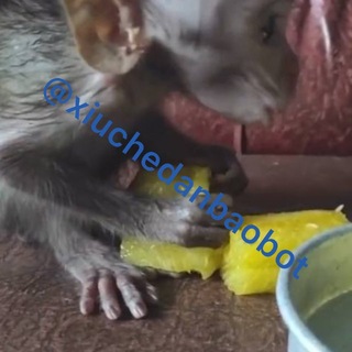 i love monkey channel avatar